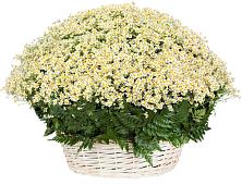 Цветочная композиция из Ромашки в корзине #REPLACE_PRED# Лыткарино